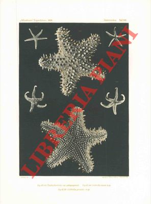 LUDWIG Hubert - - Asteroidea. Report on an exploration off the West Coast of Mexico, Central and South America, and off the Galapagos Islands, in charge of Alexander Agassiz, by the U.S. Fish Commission Steamer 