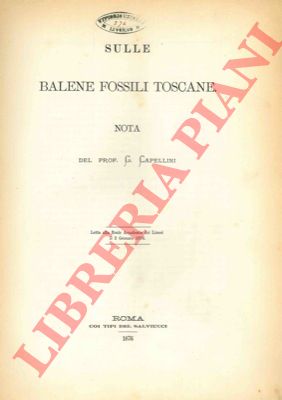 CAPELLINI Giovanni - - Sulle balene fossili toscane.