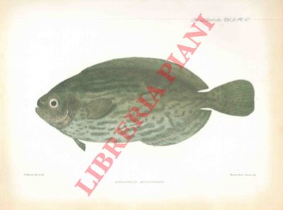 GUNTHER Albert - - Description of a specimen of Schedophilus medusophagus, a fish new to the british fauna.