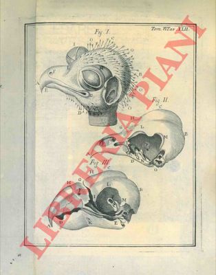 MERY - PETIT  - - Osservazioni sopra i movimenti della lingua del Pico. Descrizione anatomica dell'occhio del Gallo indiano. Descrizione anatomica dell'occhio della specie di allocco chiamato Ulula.