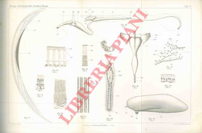 STEMPELL Walter - - Zur anatomie von Solemya togata Poli.