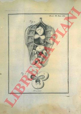 - - Descrizione anatomica di otto struzzi.