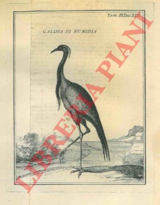 - - Descrizione anatomica di sei galline di Numidia.