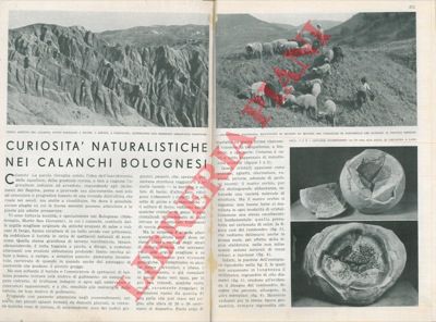 AVOGARO C. - - Contributo onomastico alla corografia di Bologna antica. UNITO a: RIZZATTI Ferruccio - Vecchia Bologna  UNITO a: BRASA Gaetano - Curiosit naturalistiche nei calanchi bolognesi.