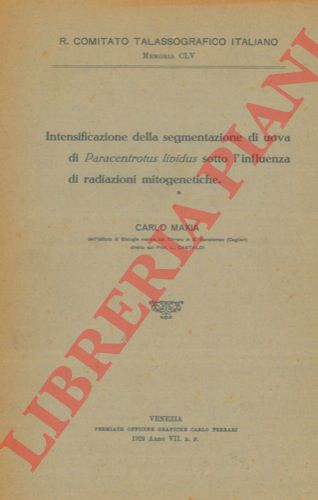 MAXIA Carlo - - Intensificazione della segmentazione di uova di Paracentrotus lividus sotto l'influenza di radiazioni mitogenetiche.