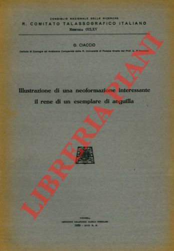 CIACCIO G. - - Illsutrazione di una neoformazione interessante il rene di un esemplare di anguilla.