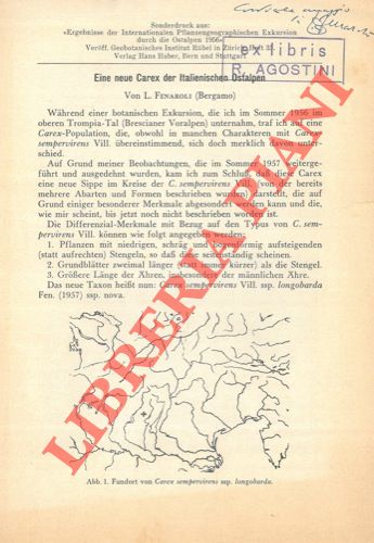 FENAROLI L. - - Eine neue Carex der Italianischen Ostalpen.