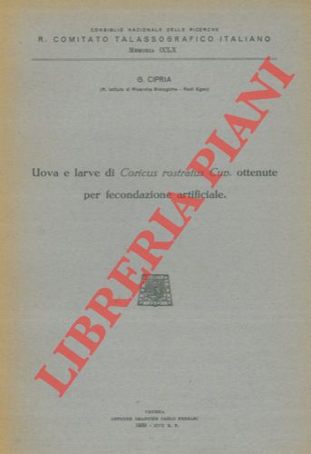 CIPRIA Giacomo - - Uova e larve di Coricus rostratus Cuv. ottenute per fecondazione artificiale.
