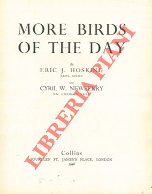 HOSKING Eric J. - NEWBERRY Cyril W. - - More birds of the day.