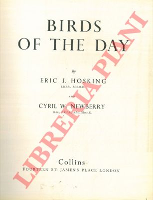 HOSKING Eric J. - NEWBERRY Cyril W. - - Birds of the day.