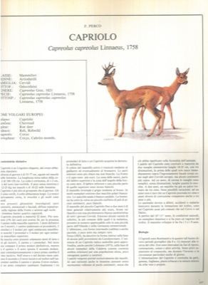 (CNR & Corpo Forestale dello Stato) - - Distribuzione e biologia di 22 specie di mammiferi in Italia.