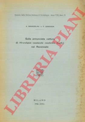 BRANDOLINI A. - ZANGHERI P. - - Sulla annunciata cattura di Hirundapus caudacuta caudacuta (Lath. ) nel Ravennate.