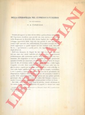 PASQUALE G. A. - - Della eterofilia nel Cupressus funebris.