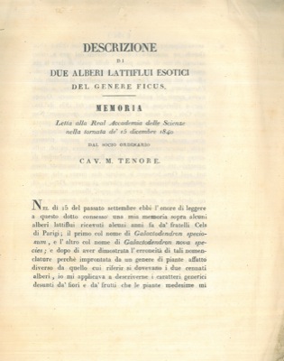 TENORE M. - - Descrizione di due alberi lattiflui esotici del genere Ficus.