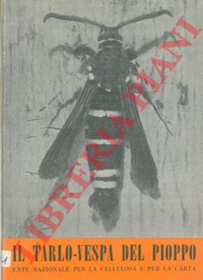 - - Il tarlo-vespa del Pioppo. (Sciapteron tabaniforme Rott.).