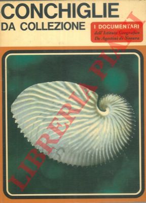 ANGELETTI Sergio - - Conchiglie da collezione.
