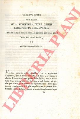 GASPARRINI Guglielmo - - Osservazioni intorno alla struttura delle gemme e del frutto dell'opunzia (Opuntia ficus indica Mill. et Opuntia amyclea Ten.)