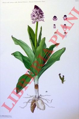 ROSSI Walter - ELDREDGE MAURY Anne - - Iconografia delle orchidee d'Italia. Iconography of italian orchids.
