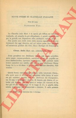 PINI Napoleone - - Nuove forme di Clausiliae italiane.