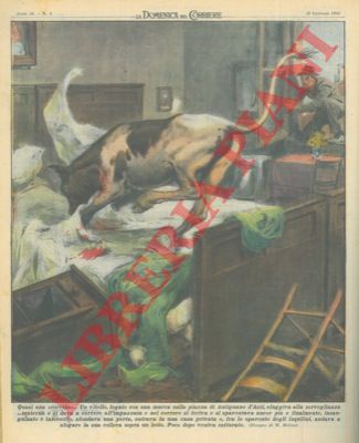 MOLINO W. - - Vitello che sfuggiva alla sorveglianza della mucca con la quale era legato sulla piazza di Antignano d'Asti veniva finalmente catturato.