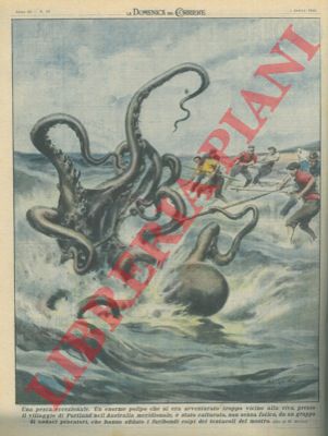 MOLINO W. - - Audaci pescatori catturano un enorme polipo che si era avventurato troppo vicino alla riva.