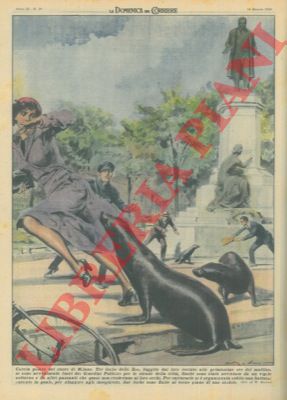 MOLINO W. - - Tre foche dello zoo, a Milano, fuggivano dal loro recinto e si avventuravano per le strade della citt.