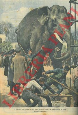 BELTRAME A. - - La partenza da Londra per gli Stati Uniti dell'elefante Jingo.