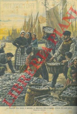 BELTRAME A. - - Miracolosa pesca di sardine  in Bretagna.