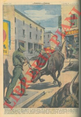 MOLINO W. - - Quattro bufali che si stavano tasportando al macello si inferocivano liberandosi dai legami e lanciandosi per le strade.