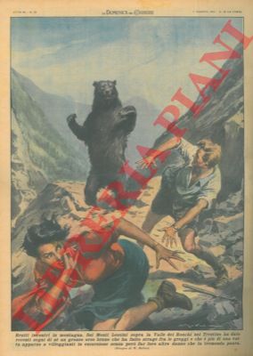 MOLINO W. - - Sui Monti Lessini sopra la Valle dei Ronchi, orso intimorisce i turisti.