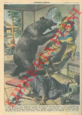 MOLINO W. - - Grosso orso gironzola per le strade di Uozu (Giappone), penetrando in varie case e aggredendo gli abitanti.