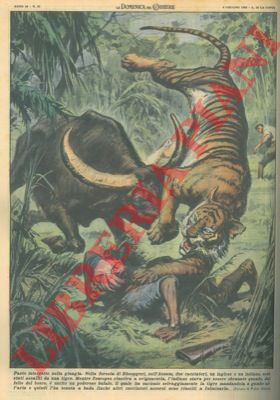 MOLINO W. - - Bufalo salva cacciatore indiano che stava per essere sbranato da una tigre.