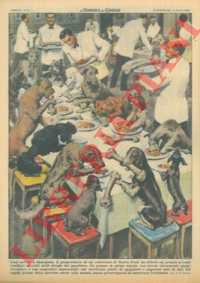 MOLINO W. - - Proprietario di un ristorante di New York offre un pranzo ai cani randagi raccolti nelle strade del quartiere.