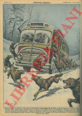 MOLINO W. - - In Abruzzo branco di lupi famelici sbarra il passo a un pullman carico di passeggeri.