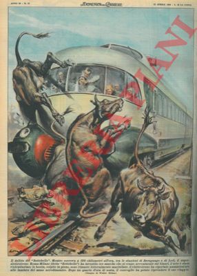 MOLINO W. - - Superelettrotreno investe tre mucche avventuratesi sui binari.