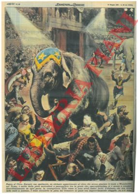 MOLINO W. - - Durante uno spettacolo, un elefante appartenente al circo usciva dalla pista mettendosi a passeggiare tra la gente.