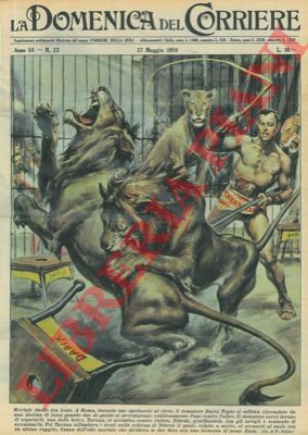 MOLINO W. - - A Roma, durante uno spettacolo al circo, due leoni si avventavano rabbiosamente l'uno contro l'altro.