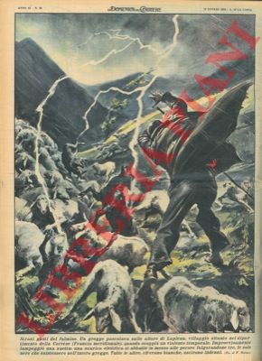 MOLINO W. - - Scarica elettrica si abbatte in mezzo a un gregge di pecore folgorandone tre, le sole nere dell'intero gregge.