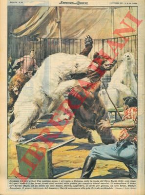 MOLINO W. - - A Bologna, sotto la tenda del circo Togni, un orso bianco azzanna alla gola un orso bruno uccidendolo.