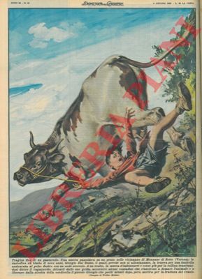 MOLINO W. - - A Mezzane di Sotto (VR) unbimbo veniva trascinato da una mucca imbizzarrita a cui si era legato perch non si allontanasse e perdeva la vita.