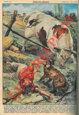 FERRARI R. - - Agricoltore aggredito da un toro viene salvato dal proprio cane.