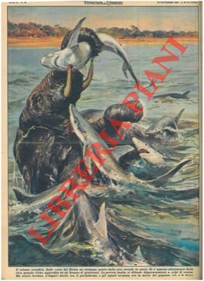 MOLINO W. - - Elefante spinto dalla sete, scende in mare e viene aggredito da un branco di pescecani.