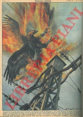 MOLINO W. - - Aquila urta i fili dell'alta tensione provocando un corto circuito, 'non contenta di ci'  il rapace, in fiamme, cade sui cespugli di una radura incendiandola : il fuoco si  esteso ai boschi vicini (!!!)