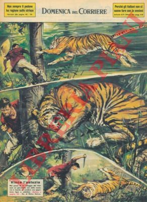 MOLINO W. - - Nei pressi di un villaggio del Vietnam un giovanotto  riuscito ad uccidere una gigantesca tigre a coltellate.