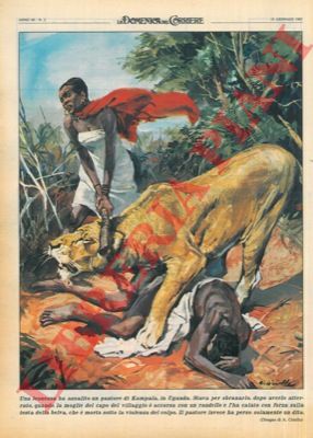 CIRIELLO - - Leonessa che stava sbranandole il marito, uccisa a randellate dalla di lui moglie : in Uganda.