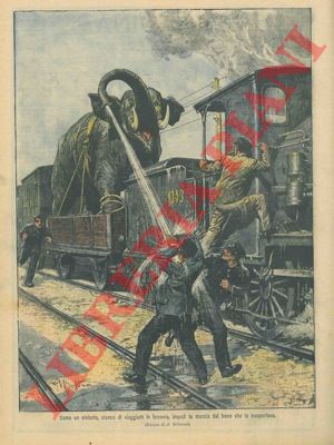 BELTRAME A. - - Elefante impedisce al treno che lo trasportava di proseguire la marcia.