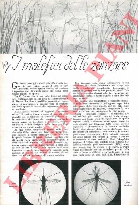 MISSIROLI A. - - I malefici delle zanzare.