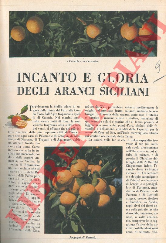 P0TANE' Giuseppe - - Incanto e gloria degli aranci siciliani.