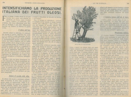 FACHINI S(tefano) - - Intensifichiamo la produzioneitaliana dei frutti oleosi.