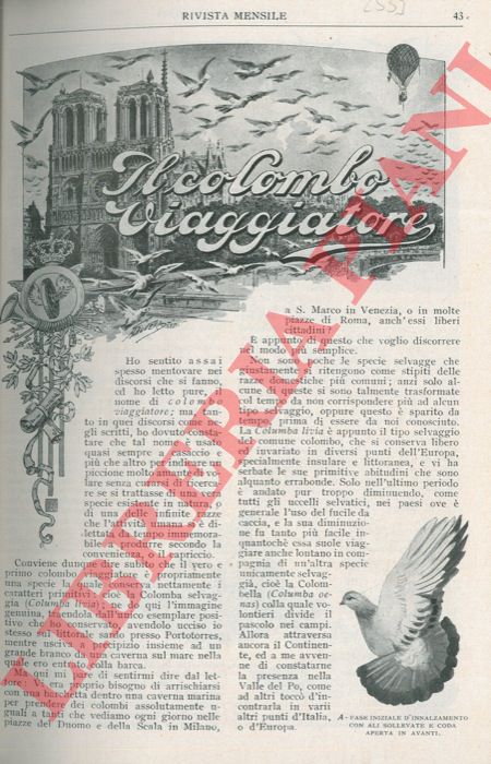 MARTORELLI Giacinto - - Il colombo viaggiatore.